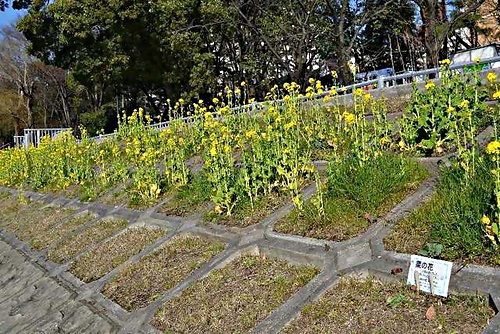 アイキャッチ: 「京浜運河護岸の菜の花プロジェクト」　２月２５日の菜の花の様子です。