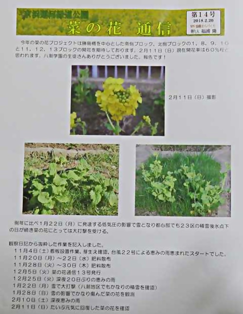 アイキャッチ: 「京浜運河護岸の菜の花プロジェクト」菜の花通信第１４号