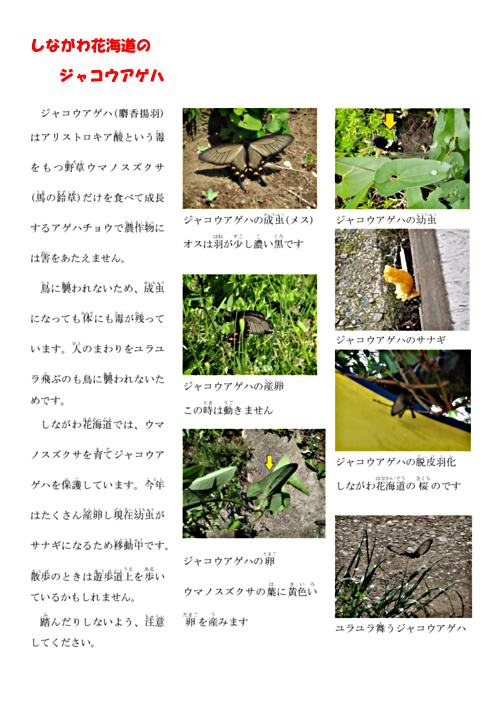 画像: しながわ花海道のジャコウアゲハ.pdf