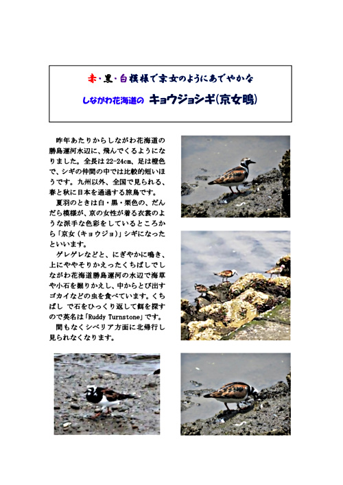 画像: キョウジョシギ.pdf