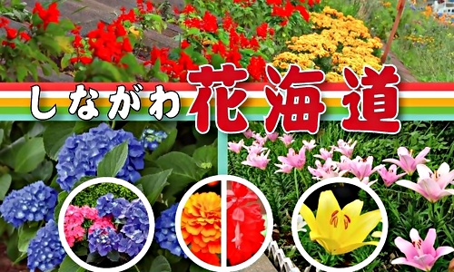 アイキャッチ: 菜の花の次はオリパラ花模様！