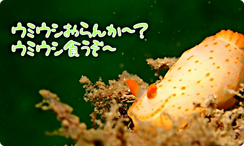 アイキャッチ: 【広島湾の水中散歩】４．アカボシウミウシのお話