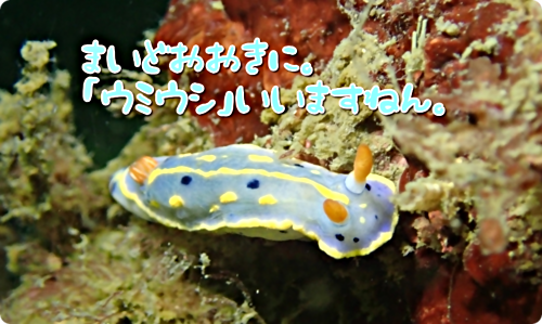 アイキャッチ: 【広島湾の水中散歩】３．ウミウシの魅力