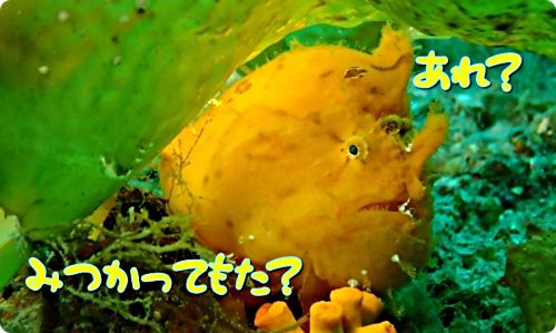 アイキャッチ: 【広島湾の水中散歩】２．カエルアンコウのお話