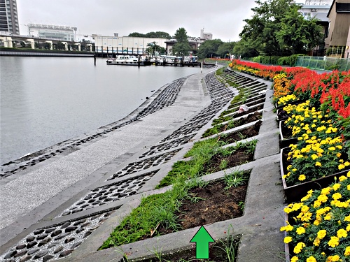 しながわ花海道 コスモスの種まき ｎｐｏ法人しながわ花海道