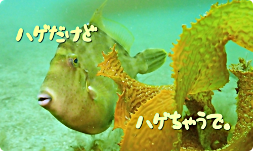アイキャッチ: 【広島湾の水中散歩】６．カワハギのお話