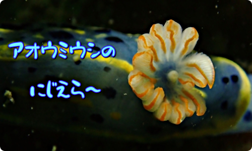 アイキャッチ: 【広島湾の水中散歩】７．アオウミウシのお話