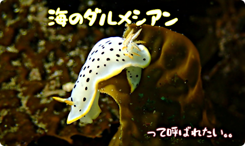 アイキャッチ: 【広島湾の水中散歩】１１．シロウミウシのお話