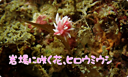 アイキャッチ: 【広島湾の水中散歩】１３．ヒロウミウシのお話