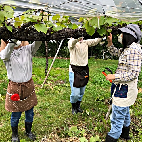 アイキャッチ: 【市民協働のまちづくり活動応援補助金活用事業】生産者と消費者をつなぐ農家ボランティア＆収穫イベント　中間報告