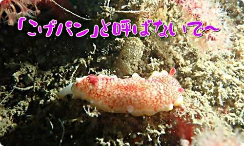アイキャッチ: 【広島湾の水中散歩】１４．サラサウミウシのお話