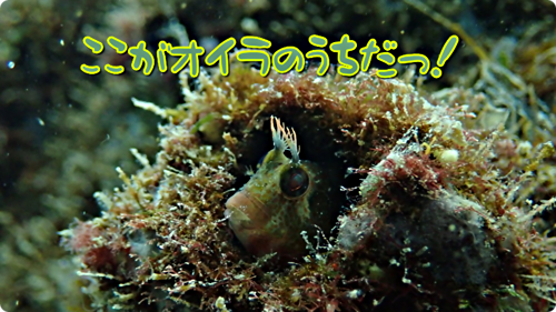 アイキャッチ: 【広島湾の水中散歩】１５．コケギンポとイソギンポ