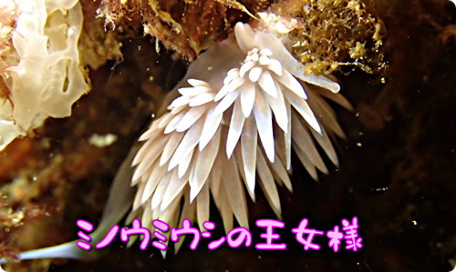 アイキャッチ: 【広島湾の水中散歩】１６．サクラミノウミウシのお話
