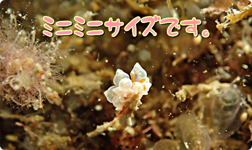 画像 【広島湾の水中散歩】１８．イナバミノウミウシのお話