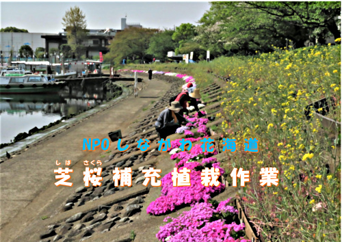 アイキャッチ: 勝島運河護岸芝桜の補充植栽