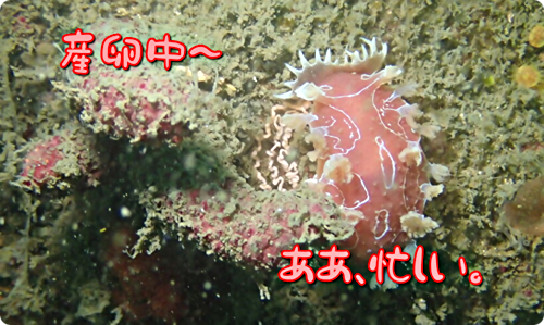 画像 【広島湾の水中散歩】１９．シロホクヨウウミウシのお話