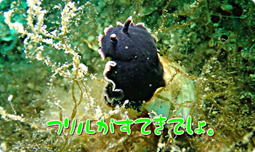 画像 【広島湾の水中散歩】２０．クロシタナシウミウシのお話