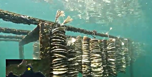 アイキャッチ: 広島湾の貴重な水中映像を公開します！（一般社団法人ふくおかFUN　大神弘太朗さん撮影）