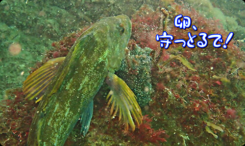 アイキャッチ: 【広島湾の水中散歩】２３．アイナメのお話