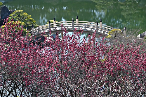 アイキャッチ: 梅が咲き始めた早春の三景園で例会前撮影会と2月例会(その2)