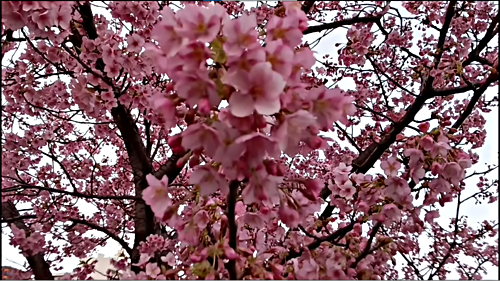 アイキャッチ: 花街道の河津桜