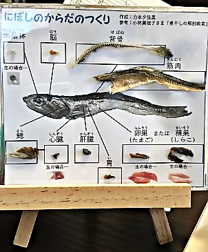 夏休みこどもチャレンジ教室 煮干しの解剖と海と魚のおはなし 広島県広島市西区 イベント