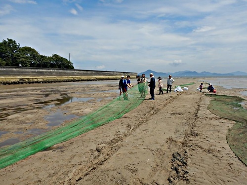 八幡川河口干潟アサリ養殖場整備 貝掘り 広島湾さとうみネットワーク事務局