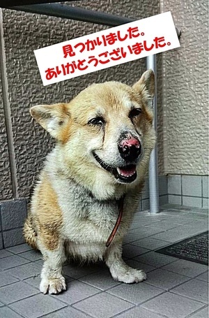 迷い犬のお知らせ　9月22日8時頃