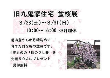 盆桜展