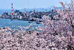 優良賞「満開の桜とコンビナート」～大竹市亀居城跡～