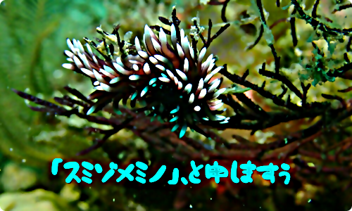 【広島湾の水中散歩】９．スミゾメミノウミウシのお話