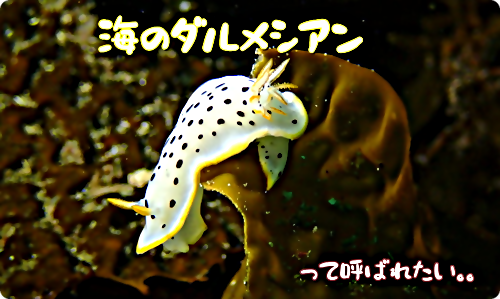 【広島湾の水中散歩】１１．シロウミウシのお話