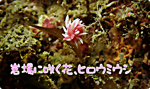 【広島湾の水中散歩】１３．ヒロウミウシのお話