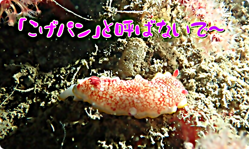 【広島湾の水中散歩】１４．サラサウミウシのお話