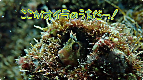 【広島湾の水中散歩】１５．コケギンポとイソギンポ