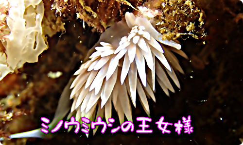 【広島湾の水中散歩】１６．サクラミノウミウシのお話