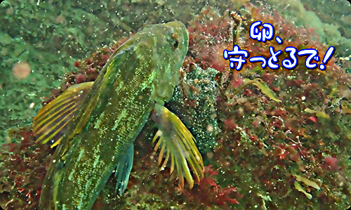 【広島湾の水中散歩】２３．アイナメのお話