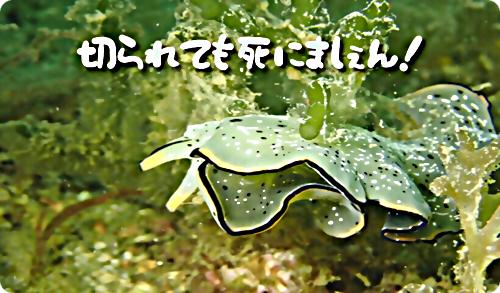 【広島湾の水中散歩】２４．コノハミドリガイのお話